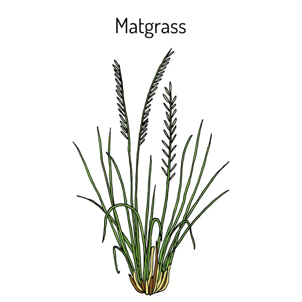 Matgrass Nardus stricta, лекарственное растение — стоковый вектор