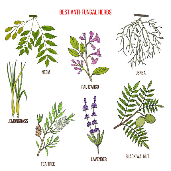 Лучшие противогрибковые травы
