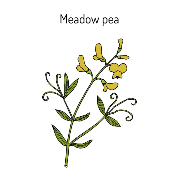 Vetchling del prado o guisante Lathyrus pratensis, planta medicinal — Vector de stock