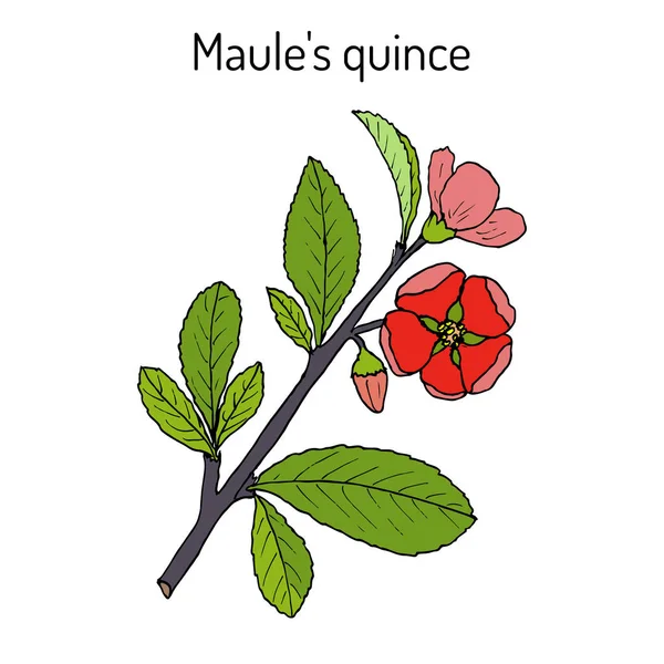 Maule cotogna, Chaenomeles japonica, pianta medicinale — Vettoriale Stock