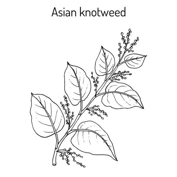 Asijské, nebo japonské křídlatka Reynoutria japonica, léčivé rostliny — Stockový vektor