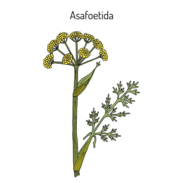 Asafoetida Ferula assa-foetida, pianta medicinale — Vettoriale Stock