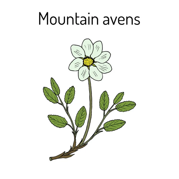 Dağ avens dryas octopetala veya beyaz orman perisi, şifalı bitki — Stok Vektör