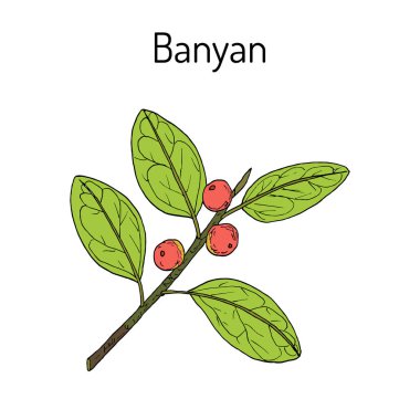 Indian banyan Ficus benghalensis , medicinal plant clipart