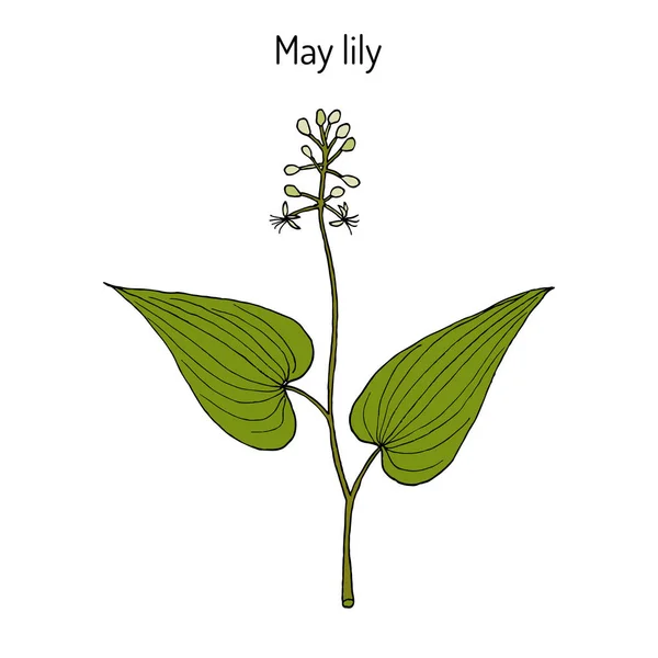 Fałszywe Lily of the Valley, roślina lecznicza — Wektor stockowy