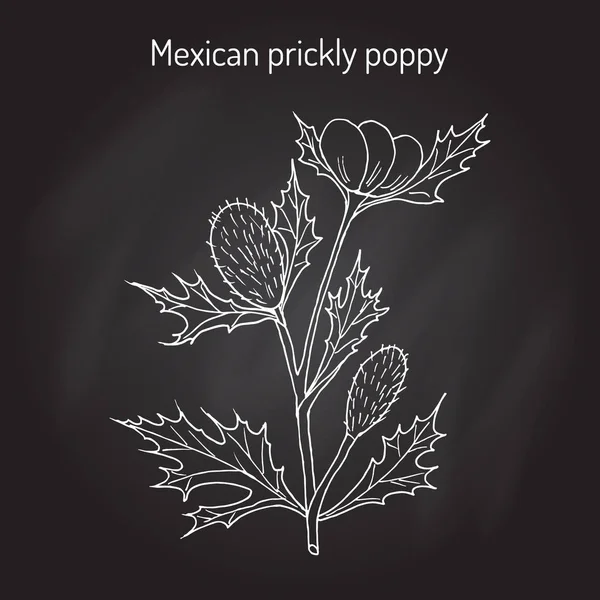 Papoila espinhosa mexicana Argemone mexicana, ou cardo florido, planta medicinal — Vetor de Stock