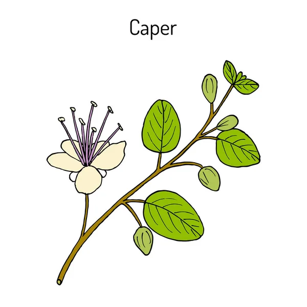 가마우지 카파 리스 시모 노사, 즉 핀 더스 가 꽃을 피워서 먹을 수있는 식물 — 스톡 벡터