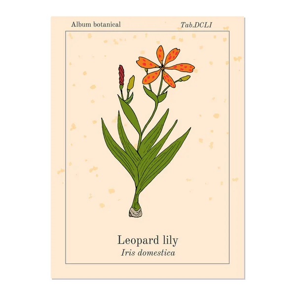 Fiore di leopardo Iris domestica, o giglio di more, pianta medicinale — Vettoriale Stock