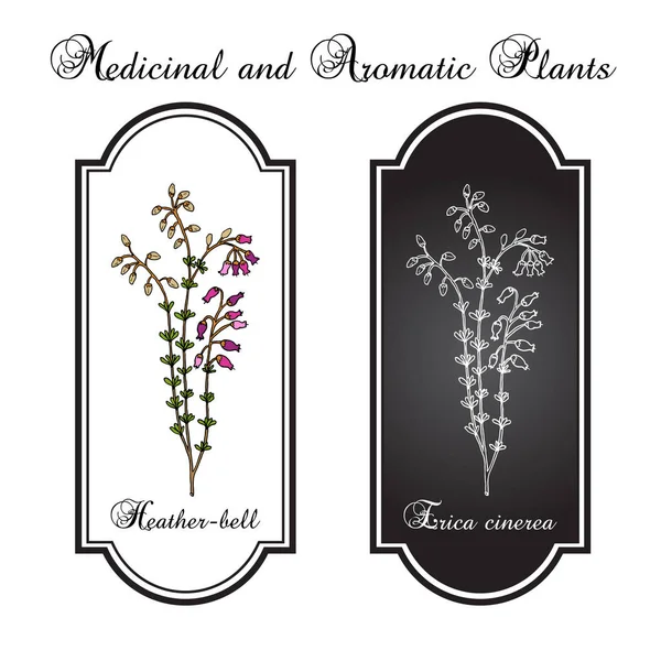 Heather-bell Erica cinerea, planta medicinal, ornamental y de miel — Vector de stock
