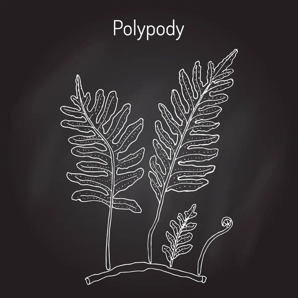 Polipodia comum Polypodium vulgare, planta medicinal — Vetor de Stock