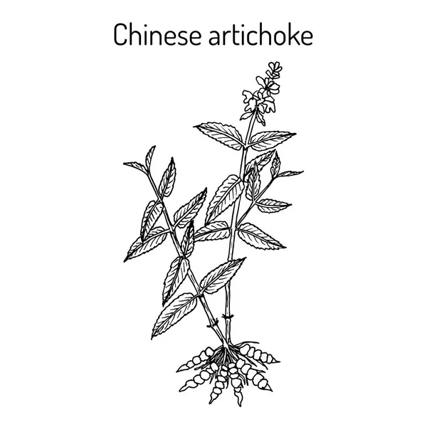 Alcachofa china stachys sieboldii, planta comestible y medicinal — Vector de stock