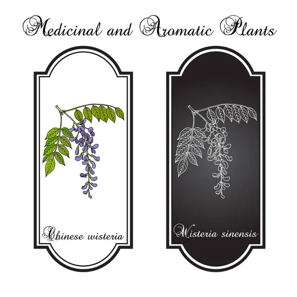 Wisteria sinensis china, planta ornamental y medicinal — Vector de stock