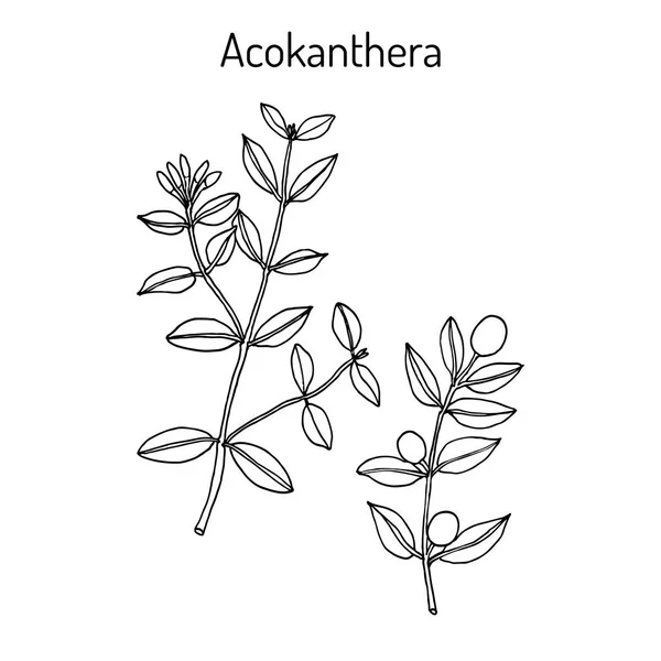 Acokanthera schimperi Medicinal växt — Stock vektor