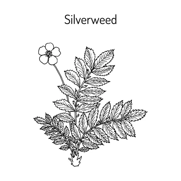 Common silverweed or silver cinquefoil argentina anserina , medicinal plant — Stock Vector