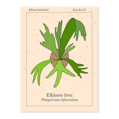 Staghorn veya elkhorn eğreltiotu Platycerium bifurcatum, süs ve tıbbi bitki