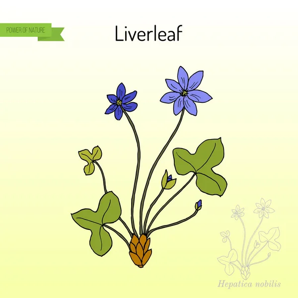 Liverleaf hepatica nobilis, şifalı bitki — Stok Vektör
