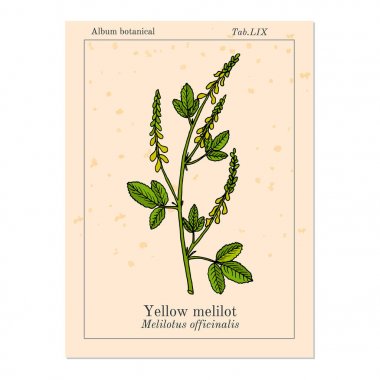 Sarı tatlı yonca veya tırtıklı melilot Melilotus officinalis, tıbbi bitki.