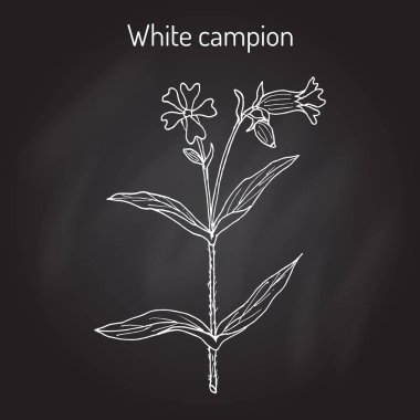 Bladder or white campion Silene latifolia , medicinal plant clipart