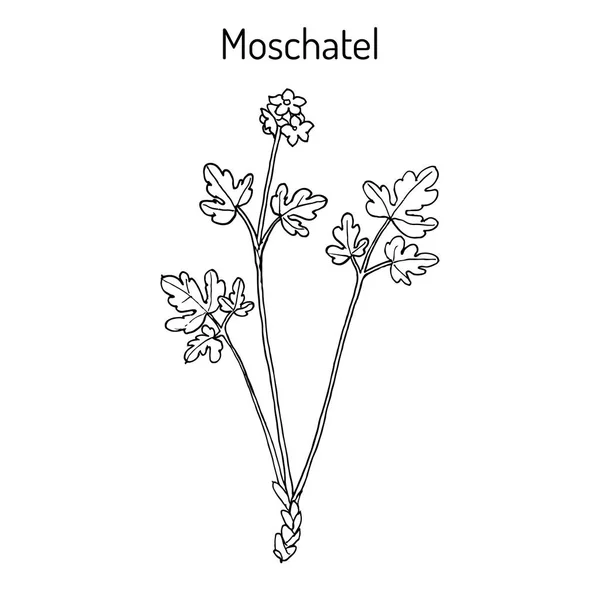 Moschatel Adoxa moschatellina, pianta medicinale — Vettoriale Stock