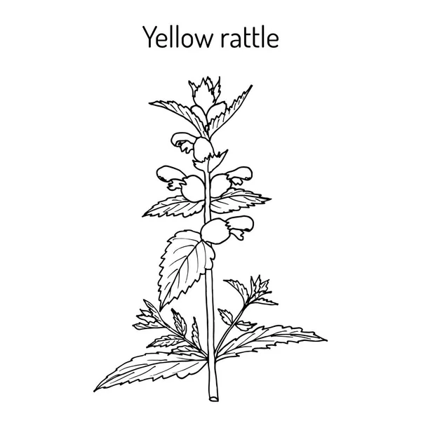 Piccolo sonaglio giallo Rhinanthus minor, pianta medicinale — Vettoriale Stock