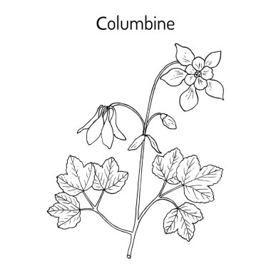 Columbine aquilegia vulgaris, veya granny s kaput, tıbbi bitki
