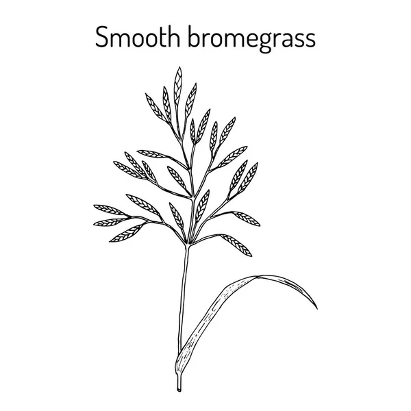 Bromo liso Bromus inermis, planta medicinal —  Vetores de Stock