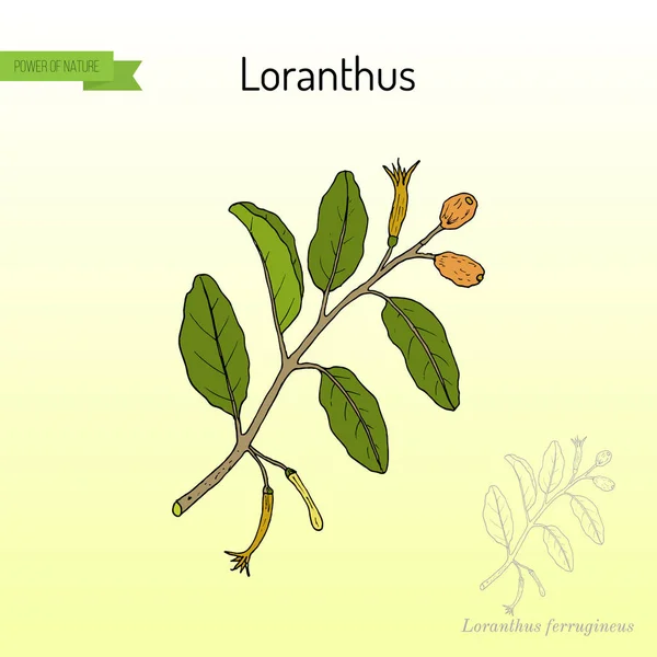 Loranthus ferrugineus, lääkekasvi — vektorikuva
