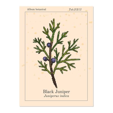 Siyah ardıç ardıcı Juniperus indica, yemyeşil tıbbi bitki