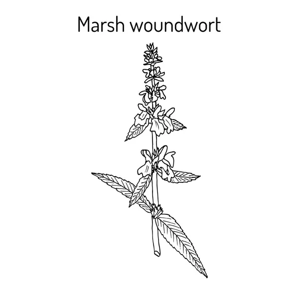 Armoise des marais Stachys palustris, ou ortie à haies, plante médicinale — Image vectorielle