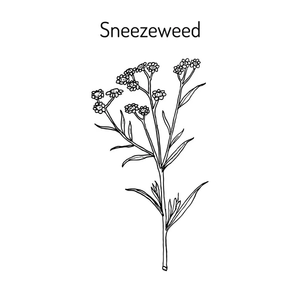 Sneezeweed achillea ptarmica, medicinal plant . — стоковый вектор