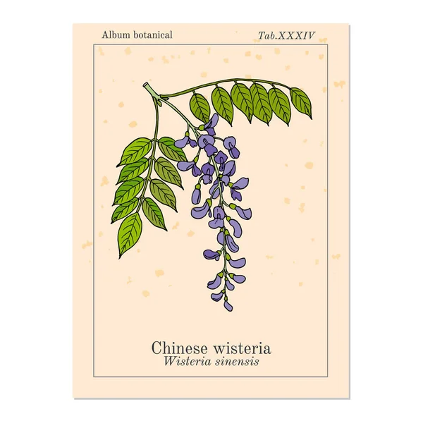 Hinese wisteria Wisteria sinensis, planta ornamental y medicinal — Vector de stock