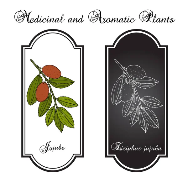 Jujube Ziziphus jujuba, o fecha roja, planta medicinal — Vector de stock
