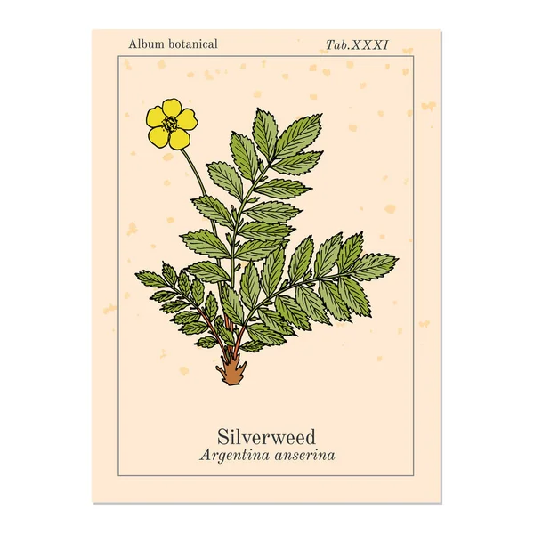 Hierba plateada común o cinquefoil argentina anserina, planta medicinal — Vector de stock