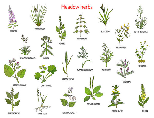 Травы и травы диких лугов
