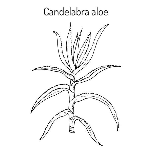 Candelabra aloe Aloe arborescens, planta medicinal —  Vetores de Stock