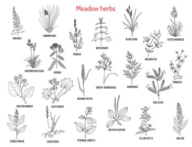 Wild meadow herbs and grasses clipart