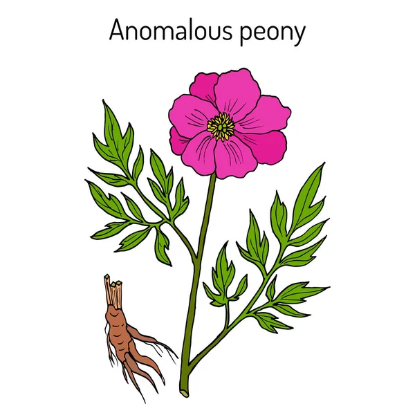 Anomalous pion Paeonia anomala, medicinalväxt — Stock vektor