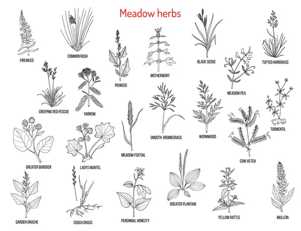 Wild meadow herbs and grasses — Stock Vector