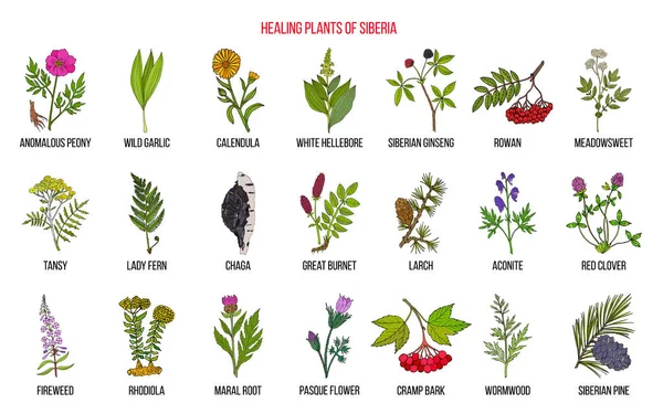 Hierbas medicinales de Siberia — Vector de stock