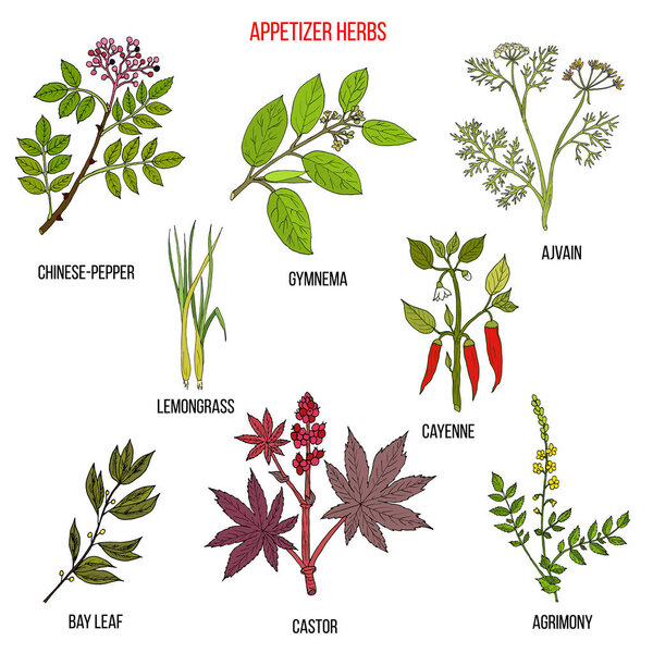 Лучшая коллекция трав для закусок
