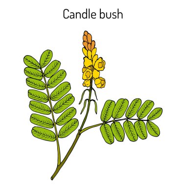 Mum çalı Cassia alata , süs ve tıbbi bitki