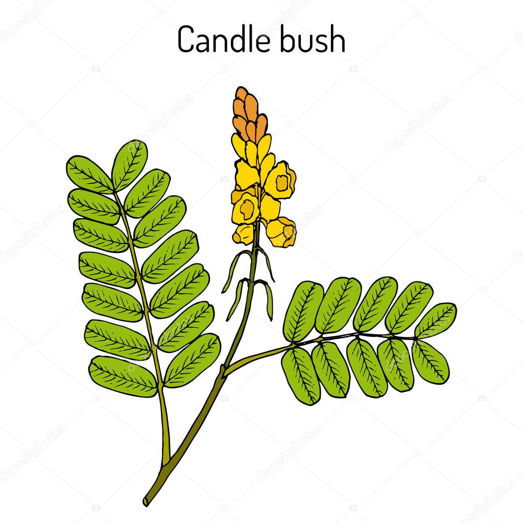 Candle bush Cassia alata , ornamental and medicinal plant