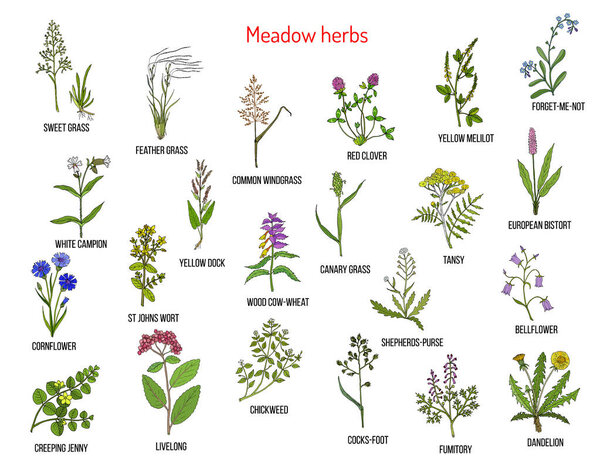 Травы и травы диких лугов
