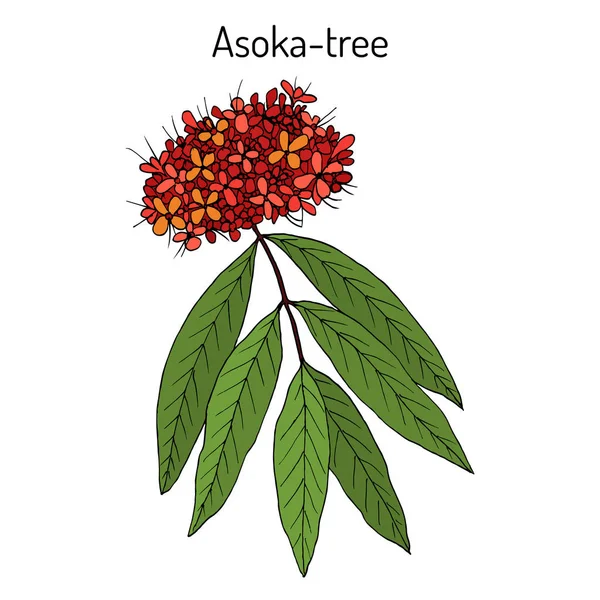 Ashoka tree Saraca asoca , medicinal plant — Stock Vector