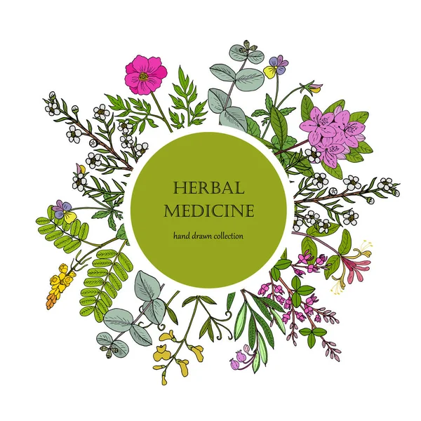 Різні колекції лікарських рослин — стоковий вектор