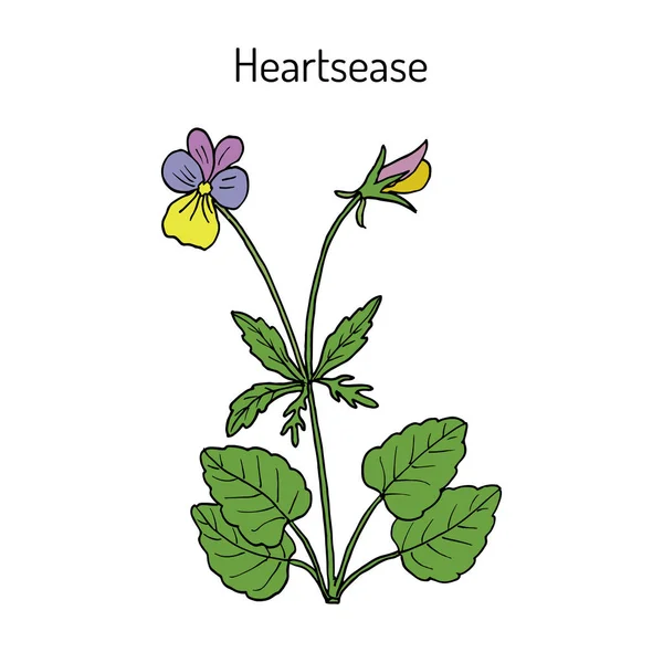 Heartsease Viola Tricolor, süs ve şifalı bitki — Stok Vektör