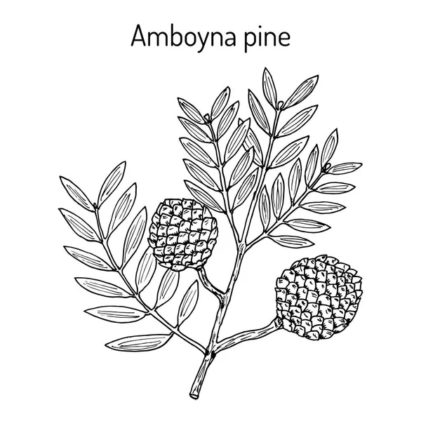 Amboyna pine agathis dammara , medicinal plant — Stock Vector