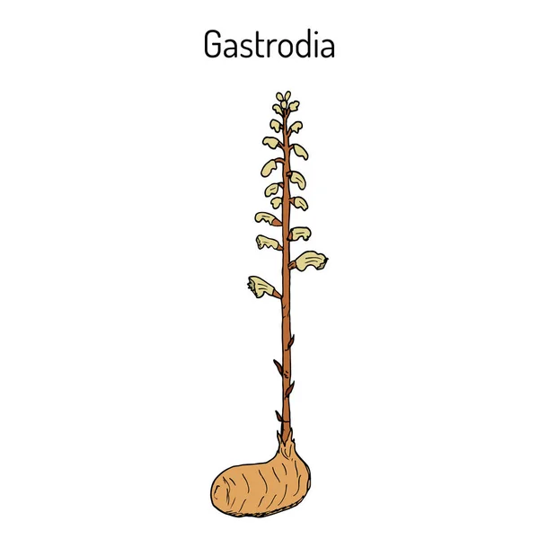 가스트로디아 엘라타, 약용 식물 — 스톡 벡터