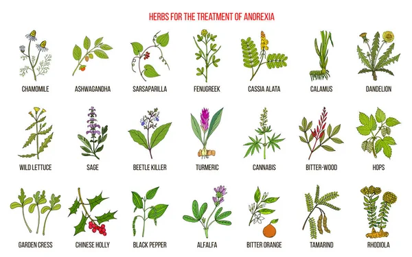 Лучшие травы для лечения анорексии — стоковый вектор