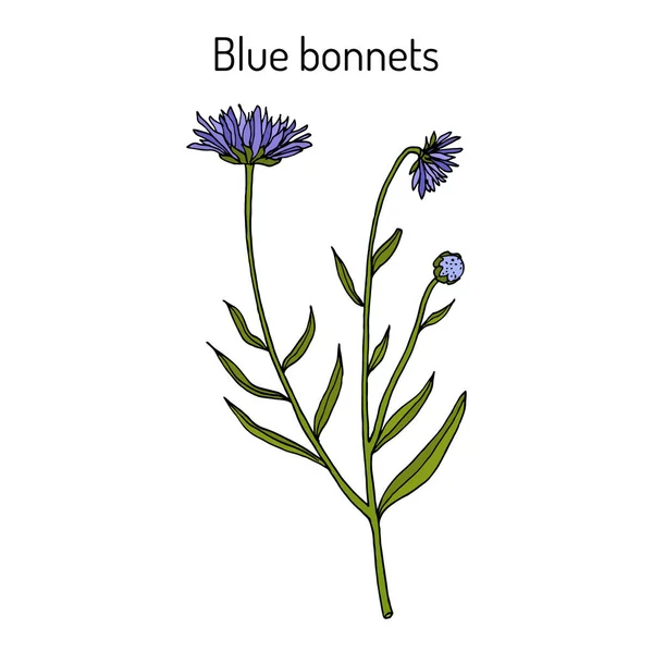 Bonnets bleus Jasione montana, plante médicinale — Image vectorielle